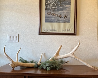 RARE bois de wapiti d'Arizona