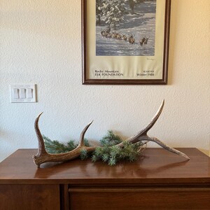May include: A wooden dresser with three drawers, a pair of antlers, and a framed print of elk in a snowy forest. The print has the text "Rocky Mountain Elk Foundation" and "Seasons Winter 1988".