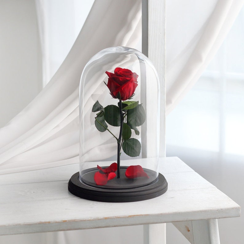 Cream Rose Forever Rose Rose In Glass Dome Preserved Rose Live Forever Rose Preserved Flower Enchanted Rose Size Large Beauty And The Beast Rose Rose In Glass Trueyogaevergreen Com