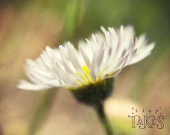 Daisy Side Photo, Nature lover, Rustic Home Decor, Living Room Decor, Nature Decor, Outdoorsy Gift, Nature Photography, Digital Download
