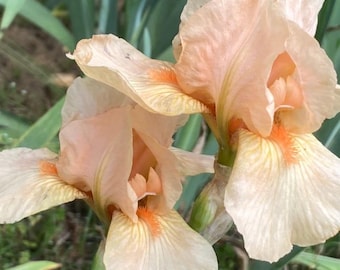 Iris ‘Calabaza tallada’ (IB)