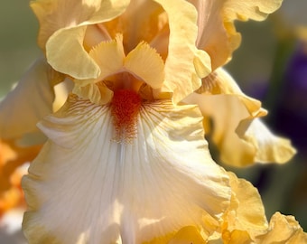 Lirio barbudo Champagne Waltz: suaves flores amarillas con barba de color naranja brillante.