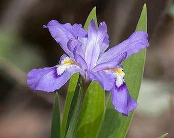 5 Dwarf crested Iris’s