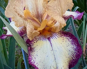 Tennessee Gentle Iris