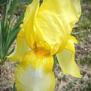 May include: A close-up of a bright yellow iris flower in full bloom. The petals are a vivid yellow with white and yellow accents, set against a blurred green background.