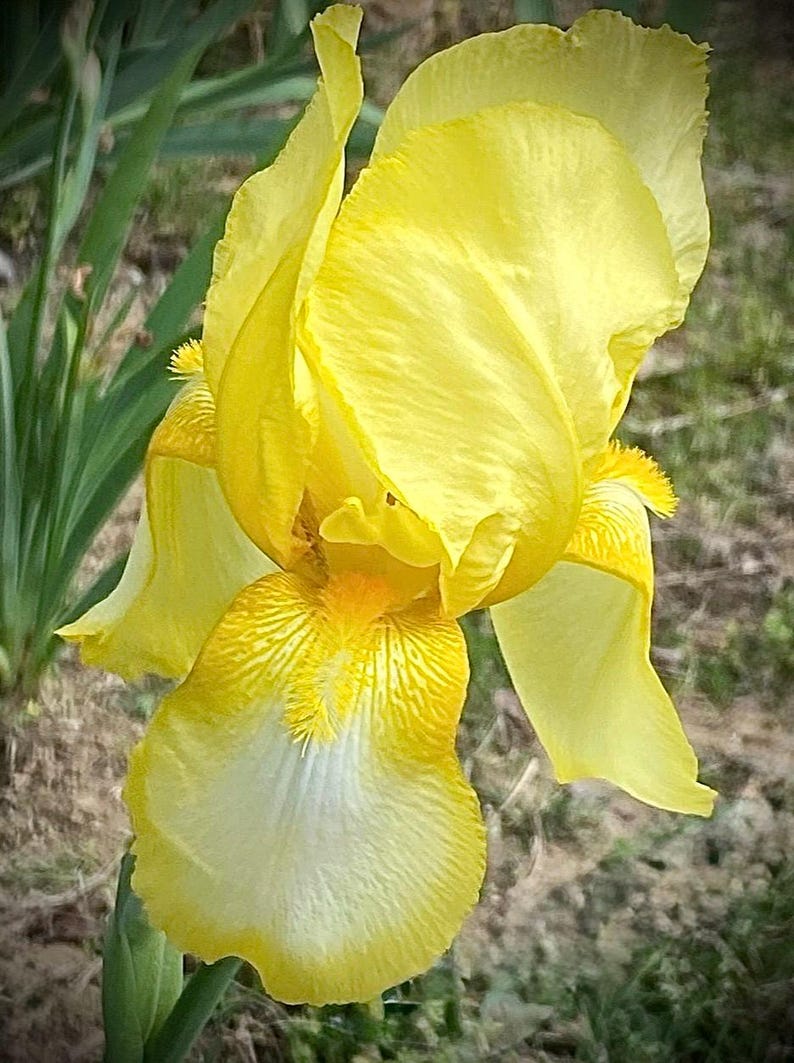 May include: A close-up of a bright yellow iris flower in full bloom. The petals are a vivid yellow with white and yellow accents, set against a blurred green background.