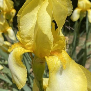 May include: A close-up shot of a bright yellow iris flower in full bloom. The petals are a soft yellow with a touch of white, set against green foliage. The image includes the text "Buy it now".