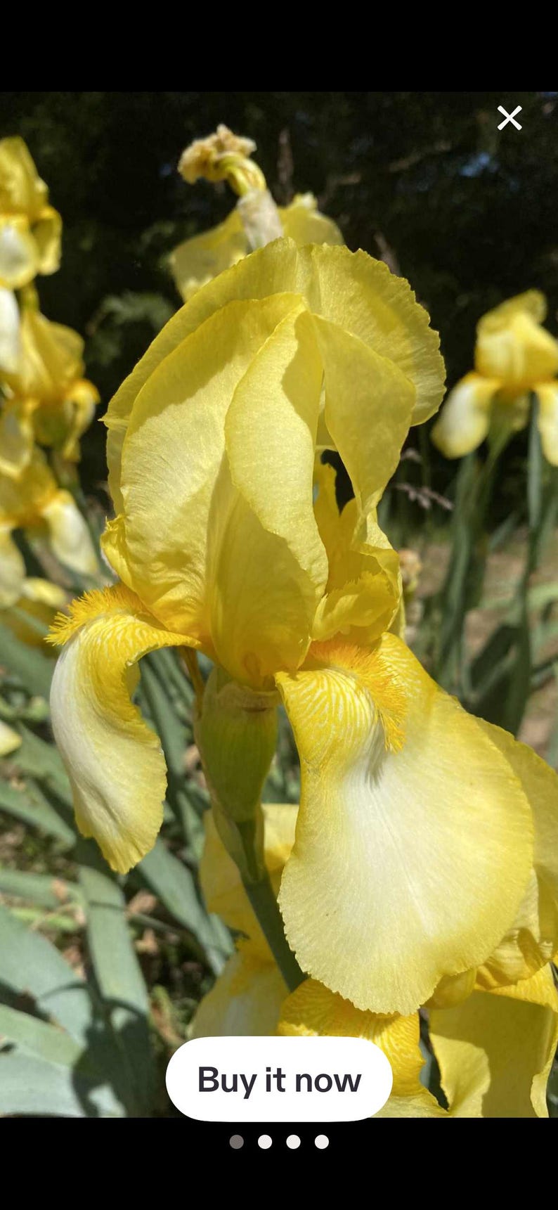 May include: A close-up shot of a bright yellow iris flower in full bloom. The petals are a soft yellow with a touch of white, set against green foliage. The image includes the text "Buy it now".