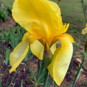 May include: A close-up of a bright yellow iris flower in full bloom. The flower has large, ruffled petals with a soft texture and a touch of orange at the base. The flower is set against a blurred green background.