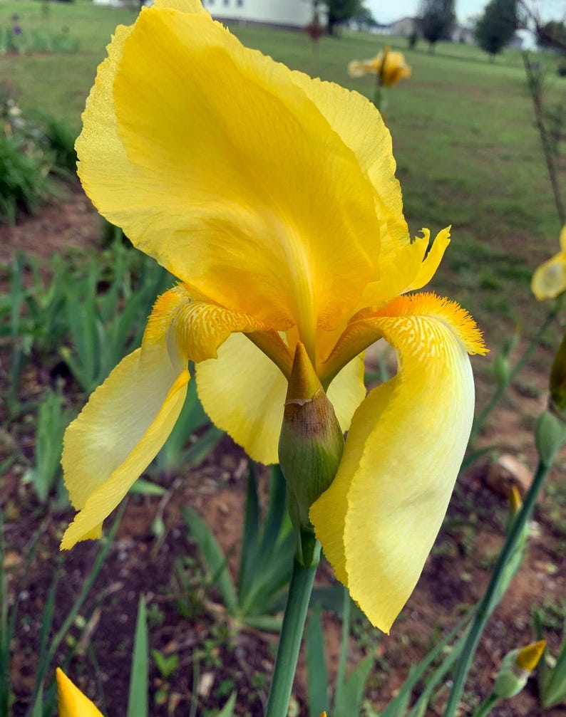 May include: A close-up of a bright yellow iris flower in full bloom. The flower has large, ruffled petals with a soft texture and a touch of orange at the base. The flower is set against a blurred green background.
