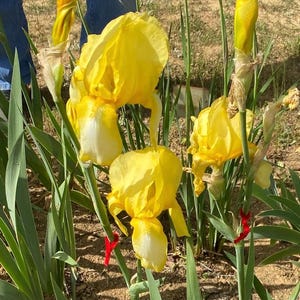 May include: A close-up of bright yellow iris flowers with white markings, set against green leaves and brown soil. The flowers are in full bloom, displaying their delicate petals and intricate details. Some stems are tied with red ribbons.