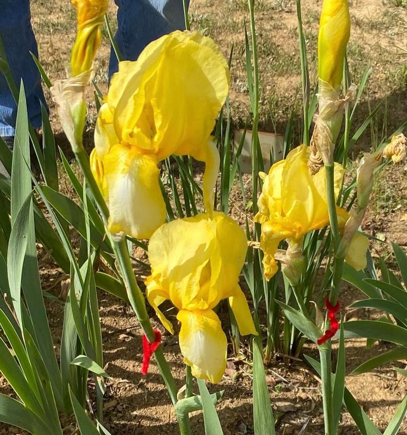 May include: A close-up of bright yellow iris flowers with white markings, set against green leaves and brown soil. The flowers are in full bloom, displaying their delicate petals and intricate details. Some stems are tied with red ribbons.
