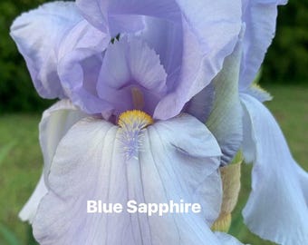 Blue Sapphire Tall Bearded Iris Rhizome: Silvery Blue, Early Bloom Perennial