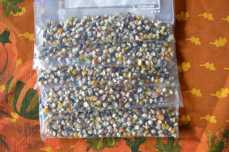 100 Glass Gem Corn Seeds | Etsy