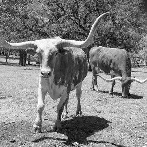 Longhorn Steer Photograph: Texas Black and White Farmhouse Art image 1