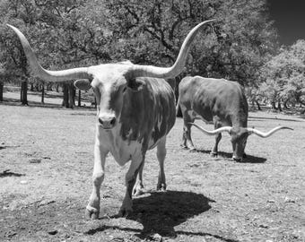 Longhorn Steer Photograph: Texas Black and White Farmhouse Art