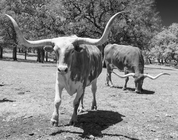 Longhorn Steer Photograph: Texas Black and White Farmhouse Art