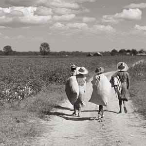 Cotton pickers in Mississippi Delta, photographed by Marion Post Wolcott, 1939