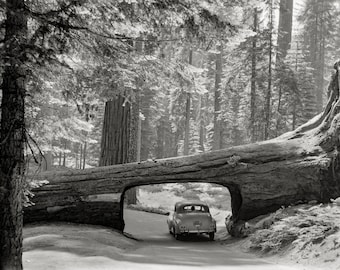 Sequoia National Park: Driving Through a Felled Giant Tree in 1957.