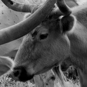 Longhorn Steer Photograph: 1940s Texas Cows, Farmhouse Wall Art image 3