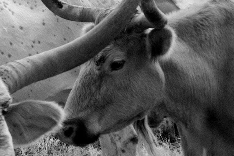 Longhorn Steer Photograph: 1940s Texas Cows, Farmhouse Wall Art image 3