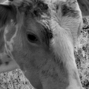 Longhorn Steer Photograph: 1940s Texas Cows, Farmhouse Wall Art image 5