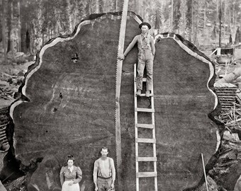 Giant Sequoia Photo Print: Vintage California Nature Photography