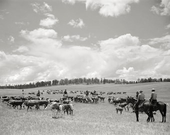 Montana Cowboys and Cattle Photo Print: Farmhouse Country Wall Art