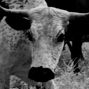 Longhorn Steer Photograph: 1940s Texas Cows, Farmhouse Wall Art image 4