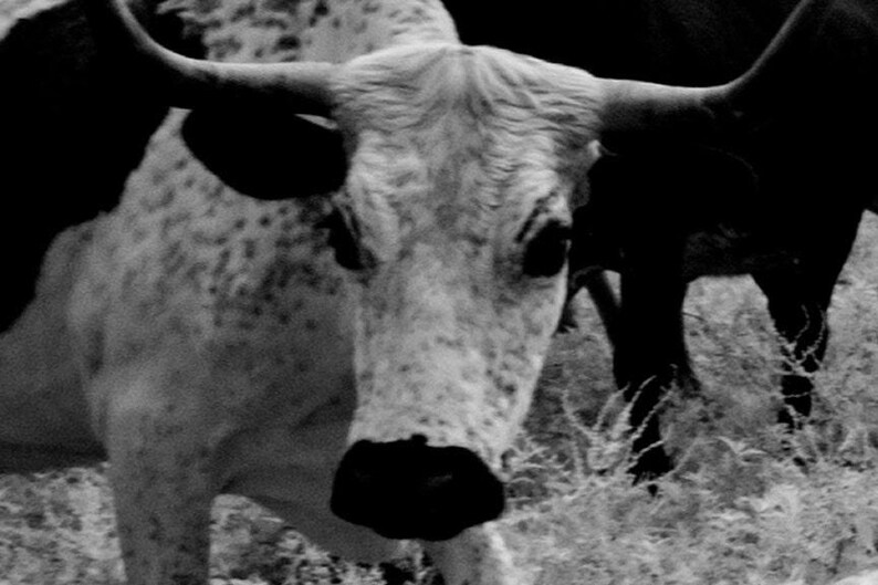 Longhorn Steer Photograph: 1940s Texas Cows, Farmhouse Wall Art image 4