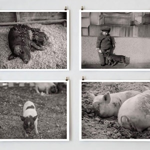 Pig Pictures, Pig Photos, Black and White Photography, Farmhouse Modern, Country Wall Decor, Pig Decor, Farmhouse Wall Decor