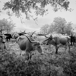 Longhorn Steer Photograph: 1940s Texas Cows, Farmhouse Wall Art image 1