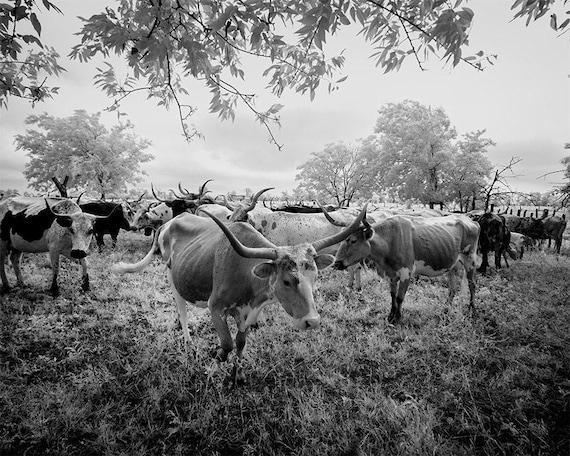 Longhorn Steer Photograph: 1940s Texas Cows, Farmhouse Wall Art