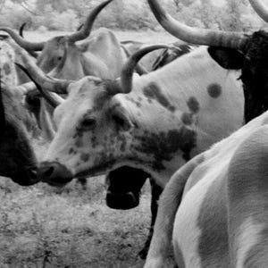 Longhorn Steer Photograph: 1940s Texas Cows, Farmhouse Wall Art image 2