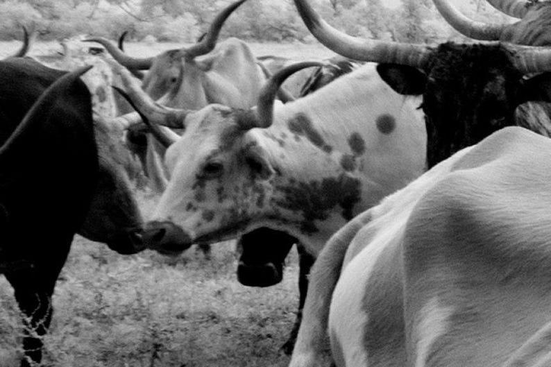Longhorn Steer Photograph: 1940s Texas Cows, Farmhouse Wall Art image 2
