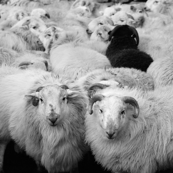 Lambs at Blaen y Nant, Snowdonia, Wales, Limited Edition Photograph, Livestock, Sheep, Lambs, Portrait, Farm, Fine Art Print