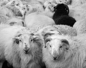 Lambs at Blaen y Nant, Snowdonia, País de Gales, fotografia de edição limitada, gado, ovelhas, cordeiros, retrato, fazenda, impressão de belas artes