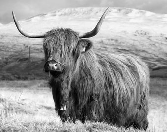 Fotografia de belas artes, Highland Cow, Ceredigion, País de Gales, Edição limitada, Preto e branco, Paisagem, Gado, Retrato, Neve, Montanha