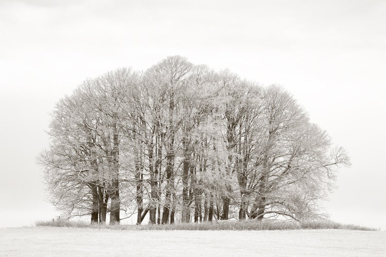 Landscape Fine Art Print Llandeilo Limited Edition Photograph Winter Snow Dinefwr Park Ice Wales Carmarthenshire Trees