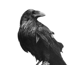 May include: A black raven perched on a weathered tree branch, its head turned to the side, looking off to the left. The raven is drawn in a realistic style with detailed feathers and a sharp beak.