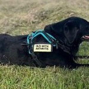 Pu&ograve; includere: Un cane Labrador Retriever nero che indossa un'imbracatura per cani blu e verde con una toppa che recita "Old with Arthritis". Il cane &egrave; sdraiato su un prato erboso.