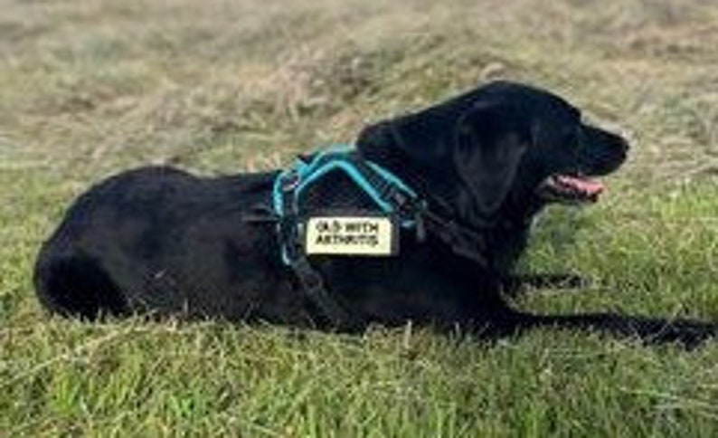 Pu&ograve; includere: Un cane Labrador Retriever nero che indossa un'imbracatura per cani blu e verde con una toppa che recita "Old with Arthritis". Il cane &egrave; sdraiato su un prato erboso.
