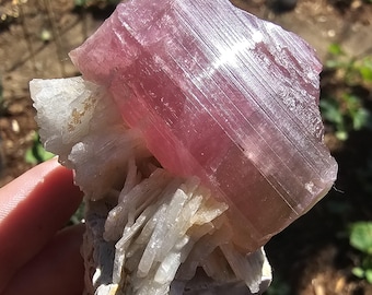 May include: A raw, natural pink tourmaline crystal specimen. The tourmaline is a vibrant pink color with visible striations, resting on a matrix of white and gray minerals. The crystal is held in a hand, with a blurred outdoor background.