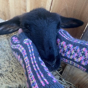 Op de afbeelding: Een zwart lam wordt vastgehouden. De kop van het lam wordt vastgehouden door handen met donkerblauwe gebreide handschoenen met een kleurrijk roze, paars en geel patroon. De achtergrond is een houten hek.