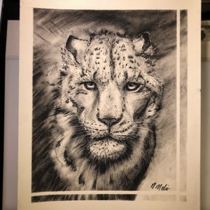 Snow Leopard charcoal drawing/sketch