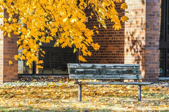 Empty Bench Surrounded by Fall Colors Photography Print, Autumn Foliage  Canvas Wall Art, Fall Colors Home Decor, Minnesota Fall Nature Print - Etsy