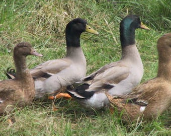8 Khaki Cambell Duck Eggs