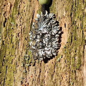 Sterling Silver Green Man Pendant - Necklace