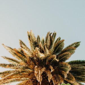 California Art Prints