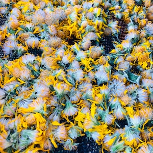 Arnica flowers - Arnica cordifolia - Ethically Wildcrafted
